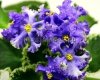 African Violet RS-PRISHELETS - RS-ALIEN